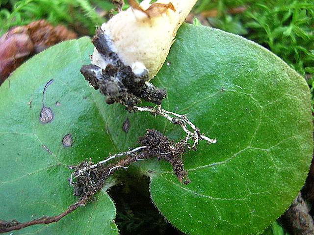 La Flora fungina negli aspetti microclimatici subtropicali